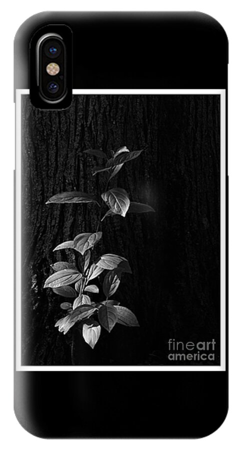  Illinois iPhone X Case featuring the photograph Forest Light by Frank J Casella