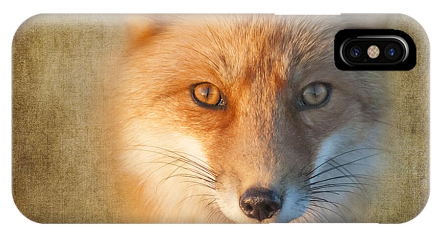 Fox iPhone X Case featuring the photograph Foxy by Cathy Kovarik