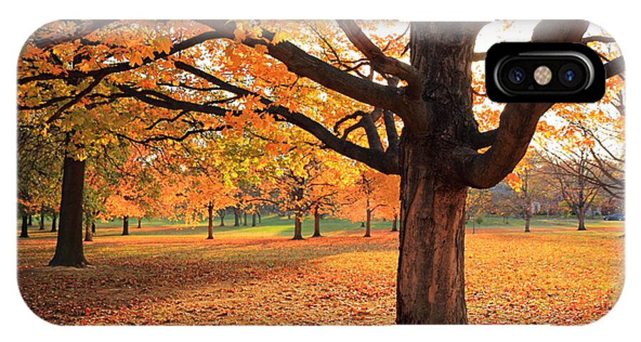 Scott Rackers iPhone X Case featuring the photograph Francis Park Autumn Maple by Scott Rackers