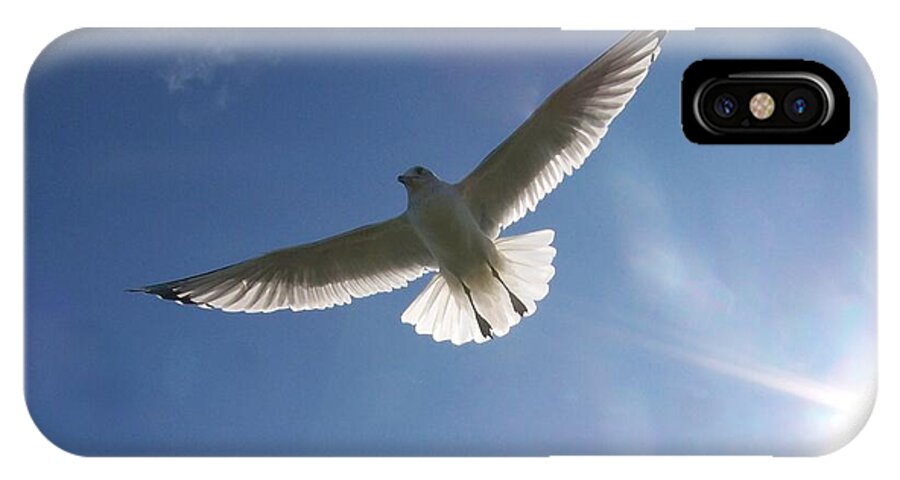 Seagull iPhone X Case featuring the photograph Freedom Flight by Jackie Mueller-Jones