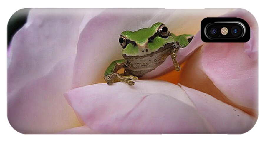 Chorus Frog iPhone X Case featuring the photograph Frog and Rose photo 1 by Cheryl Hoyle
