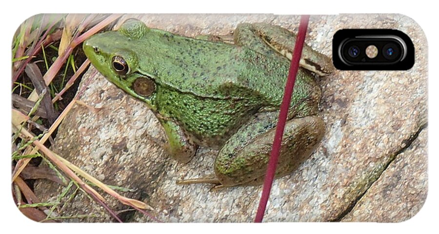 Frog iPhone X Case featuring the photograph Frog by Robert Nickologianis