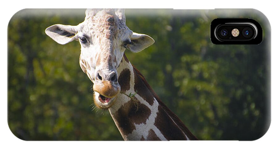 Giraffe iPhone X Case featuring the photograph From the Top by Bill Cannon