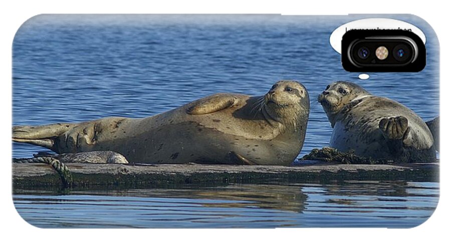 Funny iPhone X Case featuring the photograph Funny Seals by David Armentrout