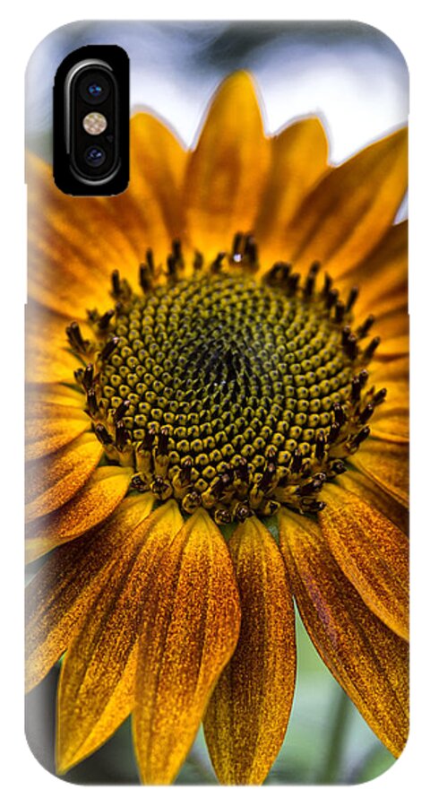 Flower iPhone X Case featuring the photograph Garden Sunflower by Erika Fawcett