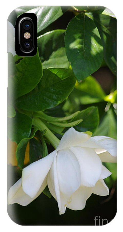 Gardenia iPhone X Case featuring the photograph Gardenia by Tannis Baldwin