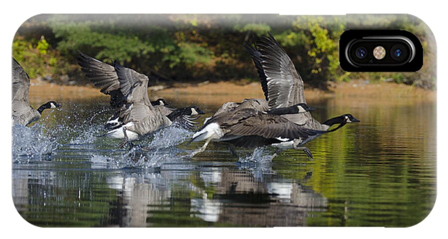 Animal iPhone X Case featuring the photograph Geese Racing Across the Lake by Gord Horne