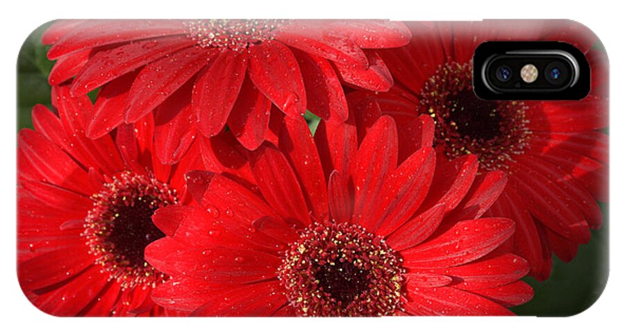 Flower Photography Gerbera Daisy iPhone X Case featuring the photograph Gerbera Daisy by Kenneth Cole