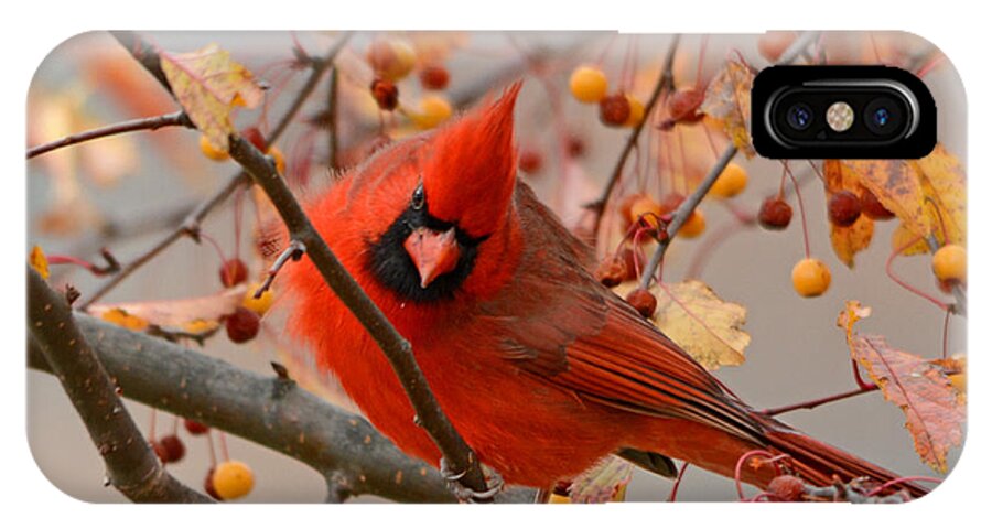 Red Northern Male Cardinals iPhone X Case featuring the photograph Glorious by Nava Thompson