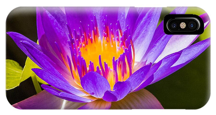 Flower iPhone X Case featuring the photograph Glowing from within by Jane Luxton