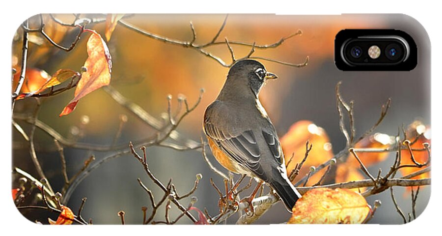 Nature iPhone X Case featuring the photograph Glowing Robin 2 by Nava Thompson