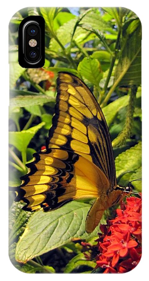 Wings iPhone X Case featuring the photograph Gold Giant Swallowtail by Jennifer Wheatley Wolf