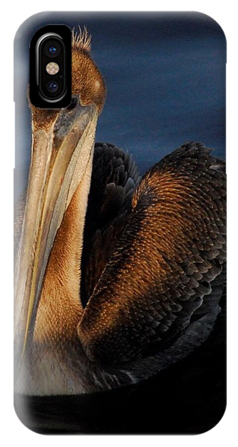 Pelican iPhone X Case featuring the photograph Golden Beauty by Quinn Sedam