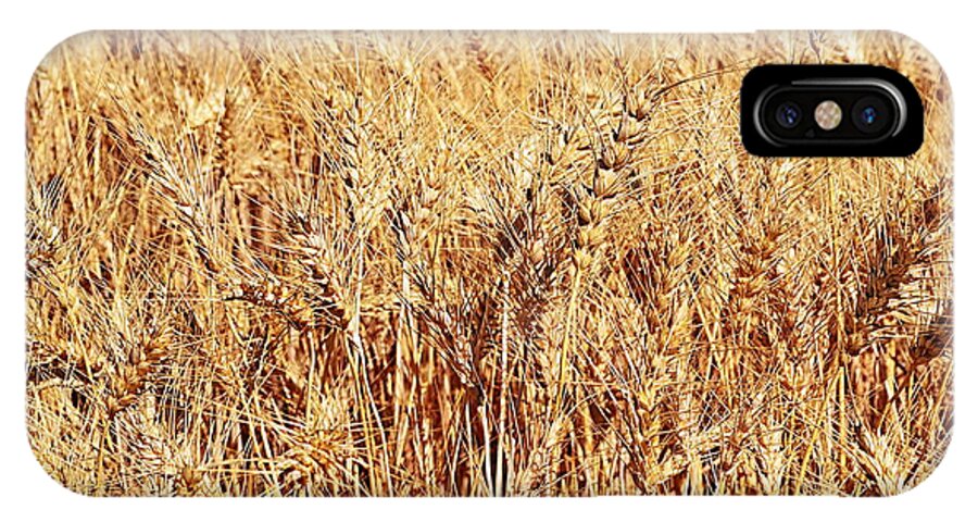 Wheat iPhone X Case featuring the photograph Golden Grains by Michelle Calkins