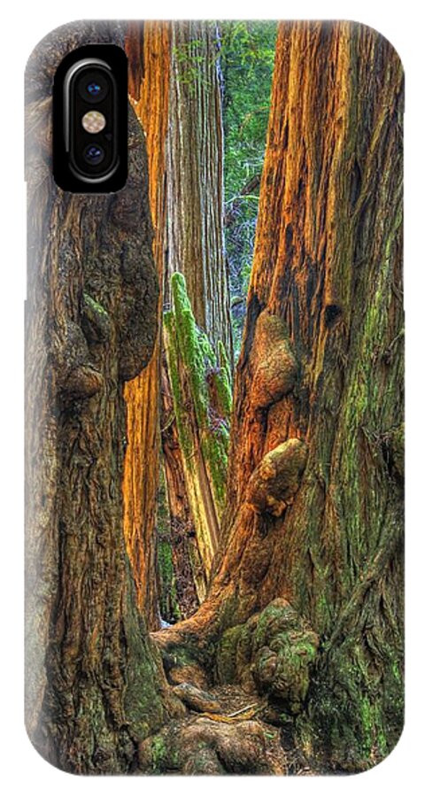 California iPhone X Case featuring the photograph Golden Light Reaches the Grove Floor Muir Woods National Monument Late Winter Early Afternoon by Michael Mazaika