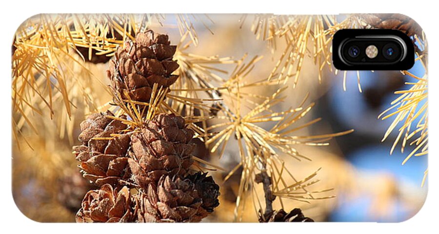 Larch iPhone X Case featuring the photograph Golden Needles by Ann E Robson