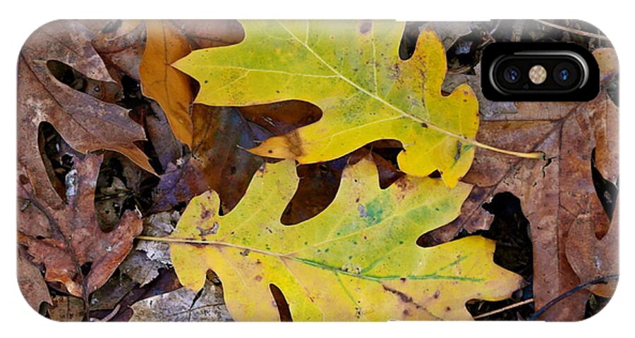 California Black Oak iPhone X Case featuring the photograph Golden Oak Leaf Duet by Michele Myers