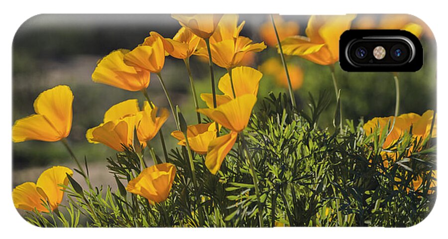 Golden Poppies iPhone X Case featuring the photograph Golden Poppies by Tamara Becker