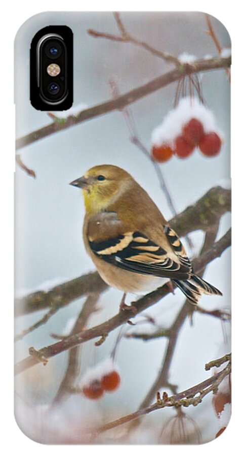 Birds iPhone X Case featuring the photograph Goldfinch in Snow by Kristin Hatt