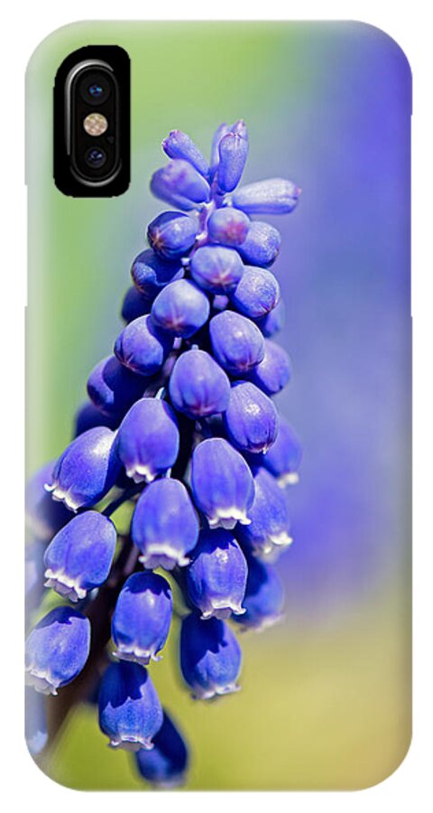Flower iPhone X Case featuring the photograph Grape Hyacinth by Robert Mitchell