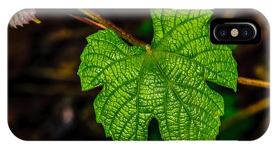 Grape Leaves iPhone X Case featuring the photograph Grapes of Rath by Louis Dallara