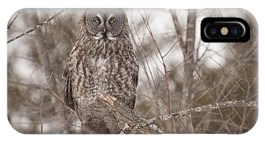 Owl iPhone X Case featuring the photograph Great Grey Owl by Eunice Gibb