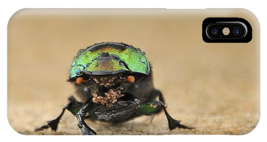 Beetle iPhone X Case featuring the photograph Green Beetle by Bradford Martin