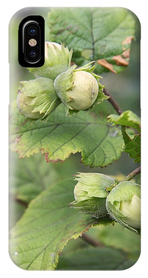 Hazelnuts iPhone X Case featuring the photograph Green Hazelnuts by Christiane Schulze Art And Photography