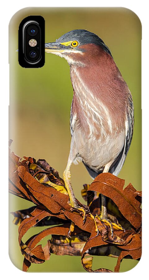 America iPhone X Case featuring the photograph Green Heron by Andres Leon