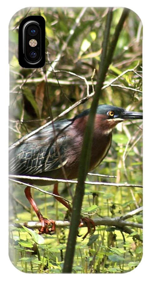 Green Heron iPhone X Case featuring the photograph Green Heron by Jeanne Juhos