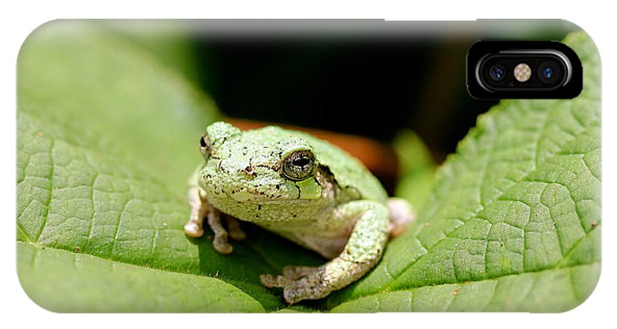 Hyla Versicolor iPhone X Case featuring the photograph Grey Tree Frog by David Pickett
