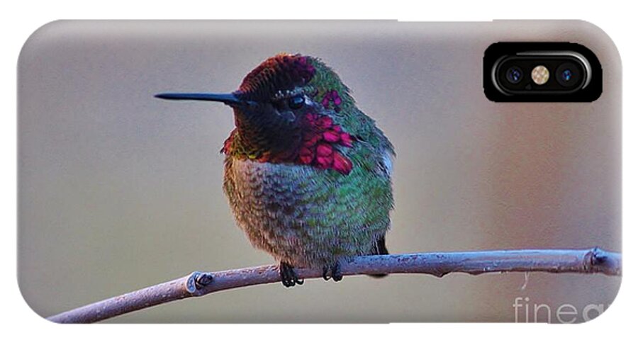 Hummingbird iPhone X Case featuring the photograph Grumpy by Marcia Breznay