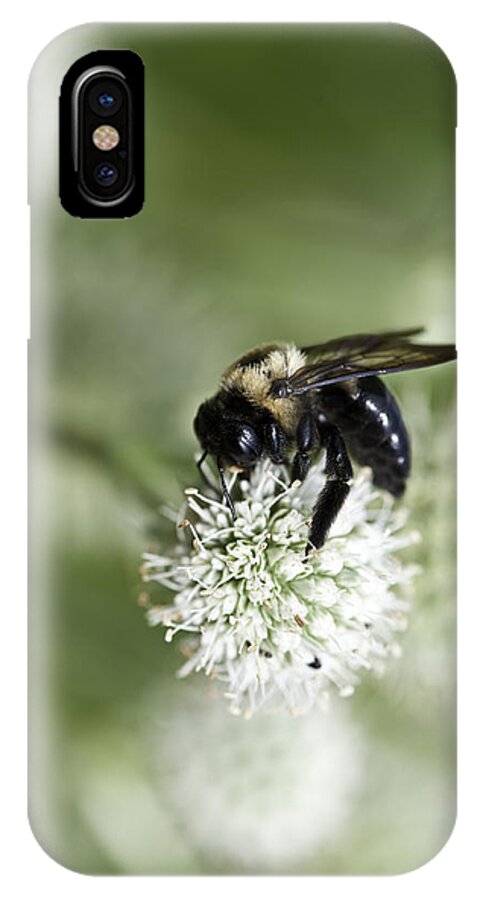 Close-ups iPhone X Case featuring the photograph Honey Bee at Work by Donald Brown