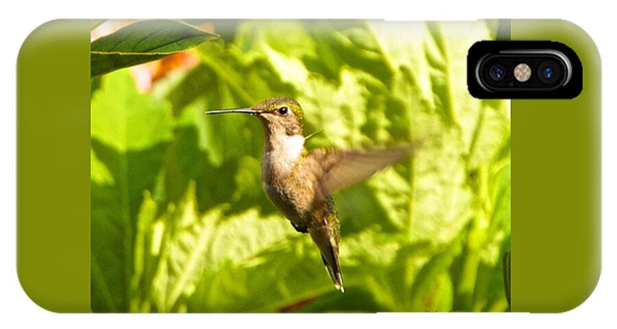Birds iPhone X Case featuring the photograph Hummingbird Highlighted by the Sun by Kristin Hatt