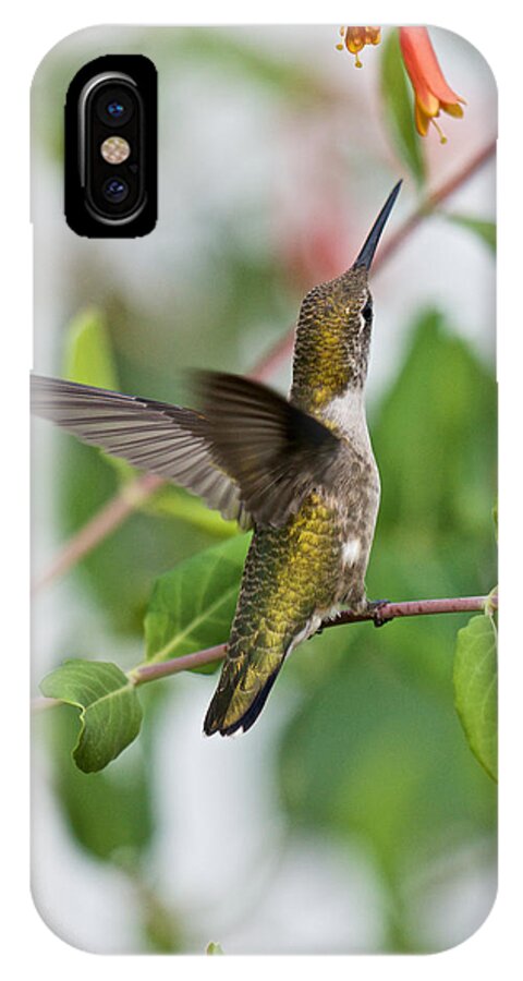 Bird Portraits iPhone X Case featuring the photograph Hummingbird Reaching for the Blossoms by Kristin Hatt