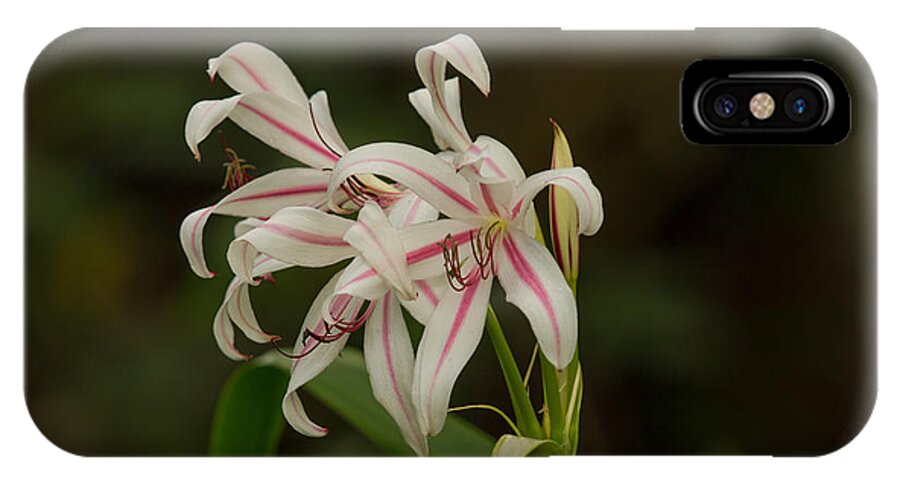 Swamp Lily iPhone X Case featuring the photograph Hybrid Swamp Lily by Doug McPherson