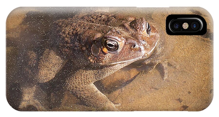 Frog iPhone X Case featuring the photograph I'm Watching You by Todd Blanchard