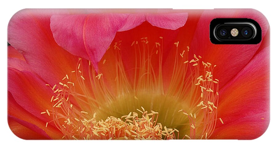 Prickly Pear Cactus iPhone X Case featuring the photograph In the Pink by Vivian Christopher
