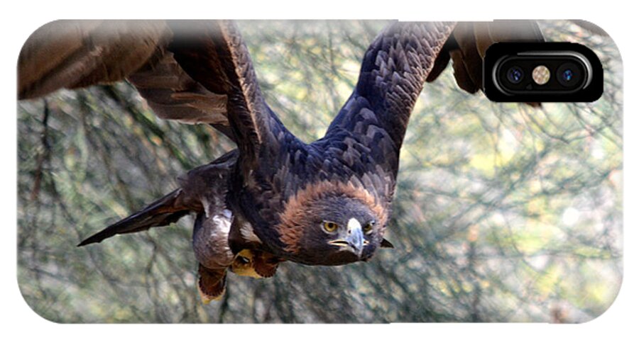 Golden Eagle iPhone X Case featuring the photograph Incoming Golden 2 by Fraida Gutovich