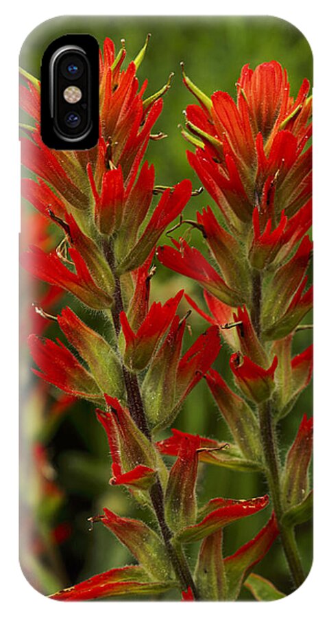 Colorado iPhone X Case featuring the photograph Indian Paintbrush by Alan Vance Ley