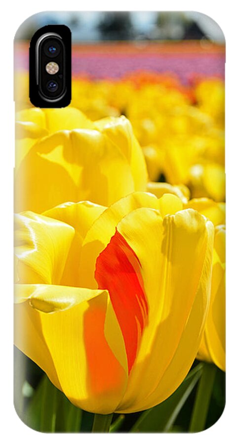 Tulip iPhone X Case featuring the photograph Individuality by Thomas and Thomas Photography