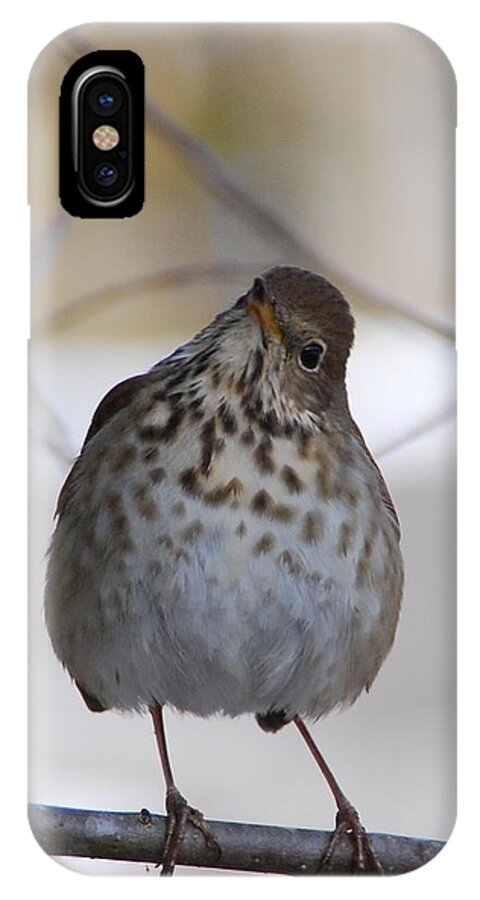 Hermit Thrush iPhone X Case featuring the photograph Inquisitive Hermit Thrush by Cascade Colors
