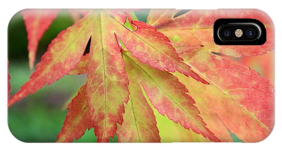 Flora iPhone X Case featuring the photograph Japanese Maple by Gerry Bates