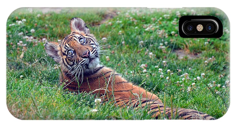Sumatran Tiger iPhone X Case featuring the photograph Kali by Frank Larkin