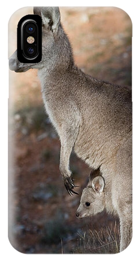 Australia iPhone X Case featuring the photograph Kangaroo and joey by Steven Ralser