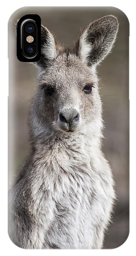 Australia iPhone X Case featuring the photograph Kangaroo by Steven Ralser