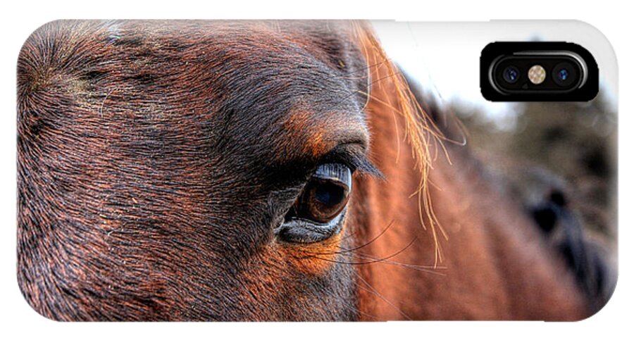 Horse iPhone X Case featuring the photograph Kind Eye by Thomas Danilovich