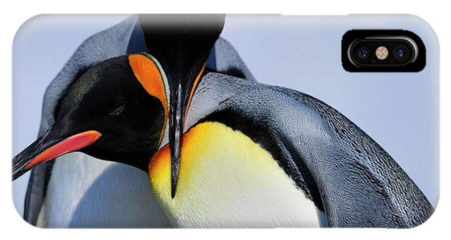 King Penguin iPhone X Case featuring the photograph King Penguins Bonding by Tony Beck