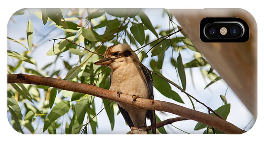 Bird iPhone X Case featuring the photograph Kookaburra 3 by Carole Hinding