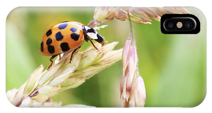 Ladybug iPhone X Case featuring the photograph Lady Bug on a Warm Summer Day by Andrew Pacheco